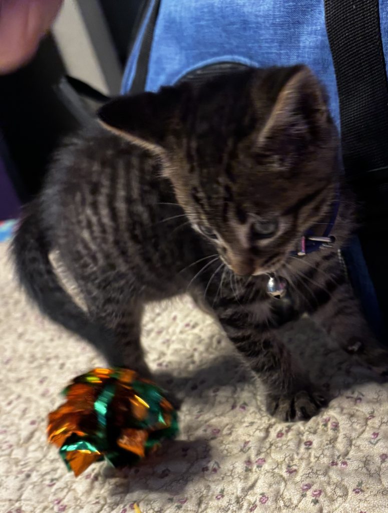 this image is a playful kitten