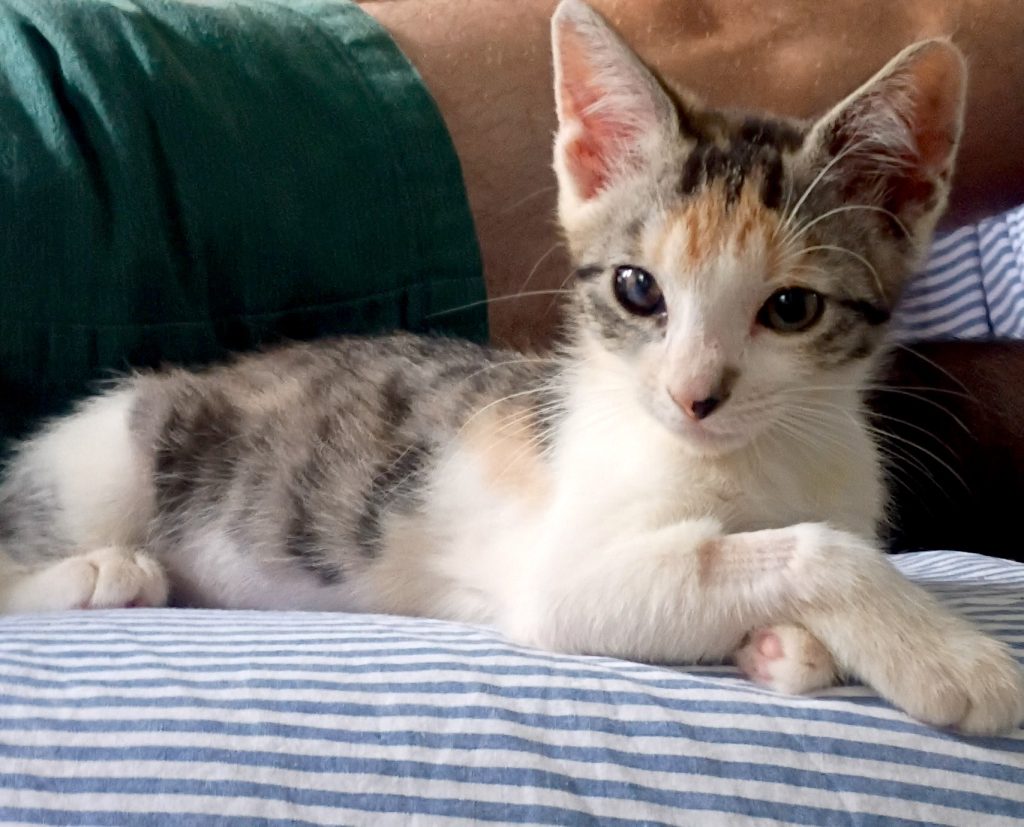 a picture of a tabby kitten with calico colors