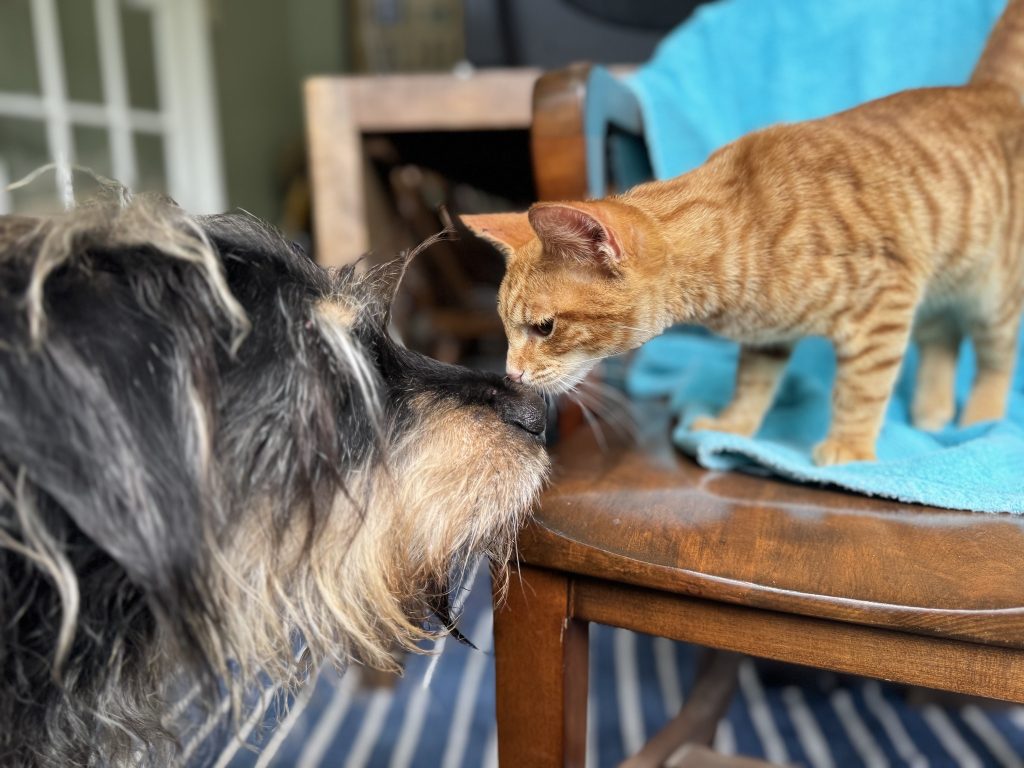 dog and cat sniff like our logo